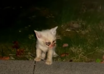 T2101027,Unknown unseen but still deserving of compassion 😢 #animalrescue #saveanimals