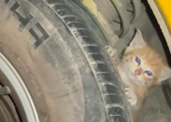 T2101028,Even without a story this soul mattered and still does 💔 #animalrescue #hope