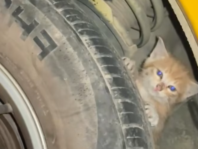 T2101028,Even without a story this soul mattered and still does 💔 #animalrescue #hope