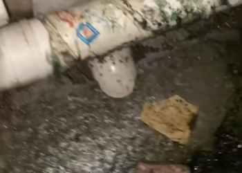 T2101029,A life reduced to numbers yet filled with fear pain and a will to live 😢 #animalrescue #compassion