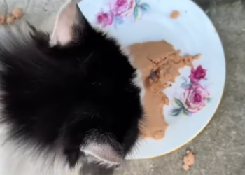 T2101030,No caption could explain the suffering this animal once endured 💔 #animalrescue #kindness