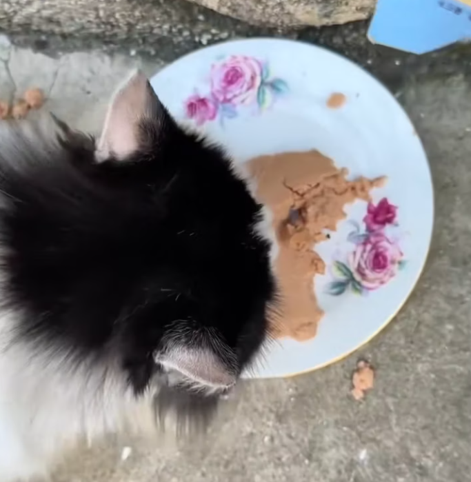 T2101030,No caption could explain the suffering this animal once endured 💔 #animalrescue #kindness