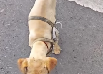 T0201025 His voice was all he had left.