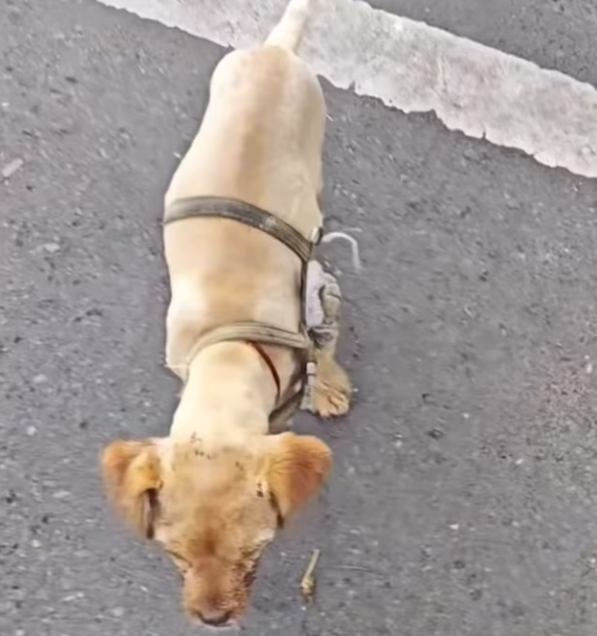 T0201025 His voice was all he had left.