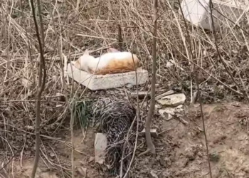 T2101031,Another forgotten life waiting quietly for someone to care 😢 #animalrescue #hope