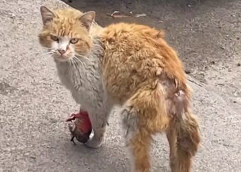 T2101034,Just a number to some but a whole life to itself 💔 #animalrescue #hope