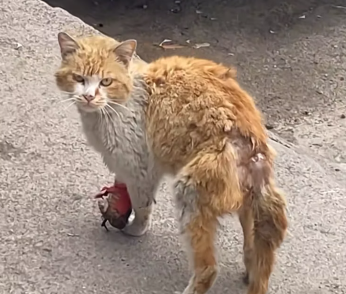 T2101034,Just a number to some but a whole life to itself 💔 #animalrescue #hope