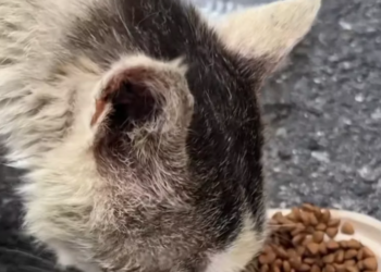 T2101033,Even without words the pain was real and the rescue mattered 😢 #animalrescue #compassion