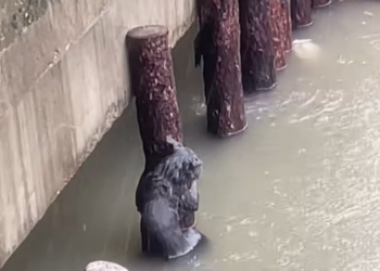 T2101032,Behind this silence was a fragile life needing mercy 💔 #animalrescue #saveanimals