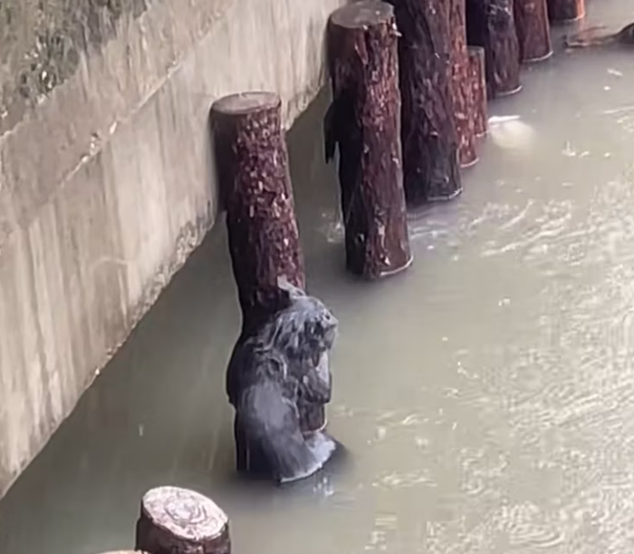 T2101032,Behind this silence was a fragile life needing mercy 💔 #animalrescue #saveanimals