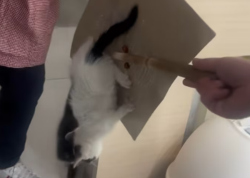 T2101036,A silent past an unseen struggle and a hope for warmth 💔 #animalrescue #saveanimals