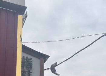 T2101037,No voice no name only a quiet wish to survive 😢 #animalrescue #hope