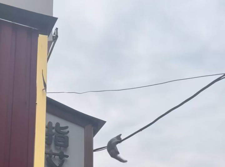 T2101037,No voice no name only a quiet wish to survive 😢 #animalrescue #hope