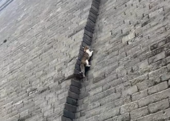 T2101038,This life had no caption but its pain was real 💔 #animalrescue #compassion