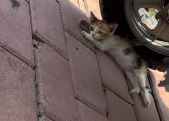 T2101039,Unknown and unnoticed yet still worthy of love 😢 #animalrescue #saveanimals