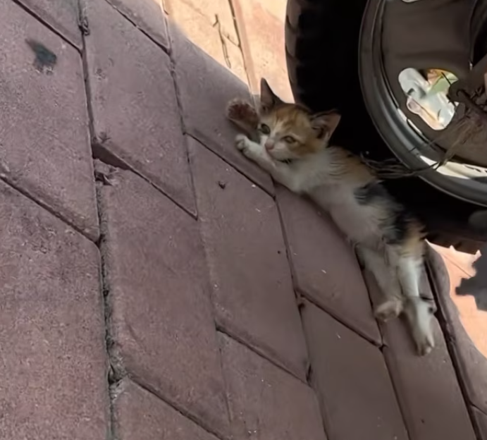 T2101039,Unknown and unnoticed yet still worthy of love 😢 #animalrescue #saveanimals