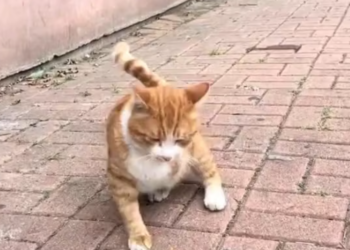 T2101040,Even when no one tells the story saving a life always matters 💔 #animalrescue #choosekindness