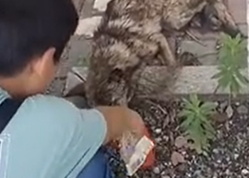 T0201026 Fear forced him to cry without stopping.