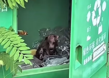 T0201027 Every sound he made was a plea.