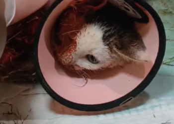 T0201029 We found stray kitten,around 3months old.it suspected of human