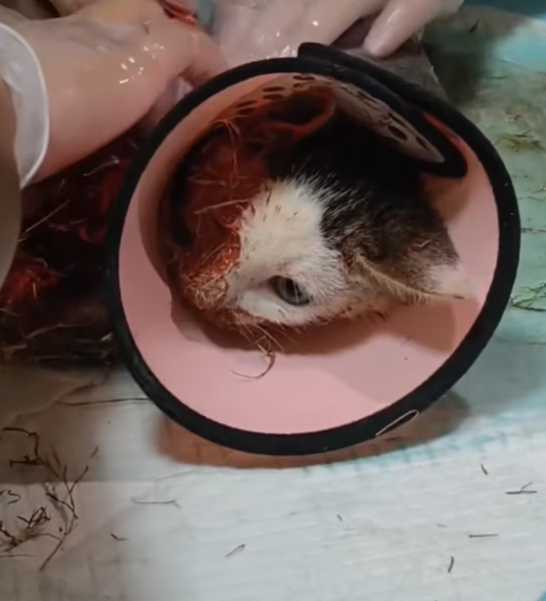 T0201029 We found stray kitten,around 3months old.it suspected of human