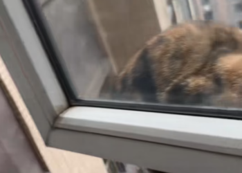 T0201030 cat trapped outside window,what if it falls #fyp #kitten