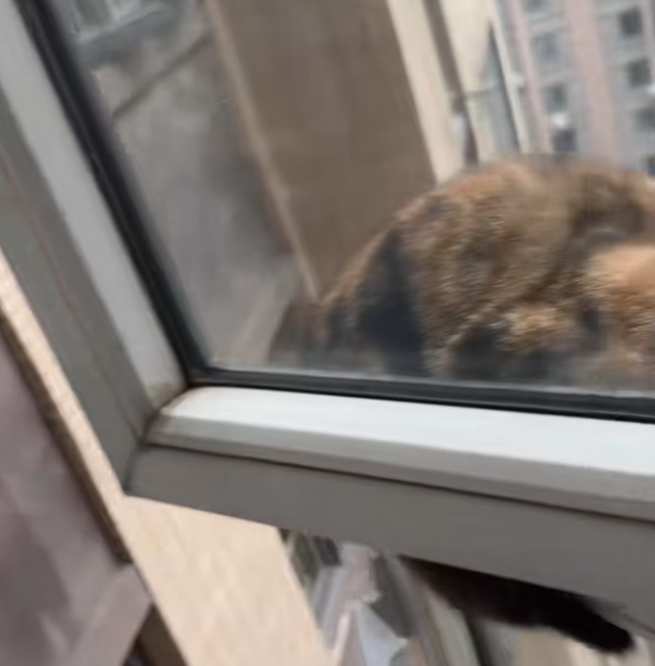 T0201030 cat trapped outside window,what if it falls #fyp #kitten