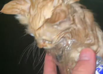 T0201031 met little cat came up to me while was walking after