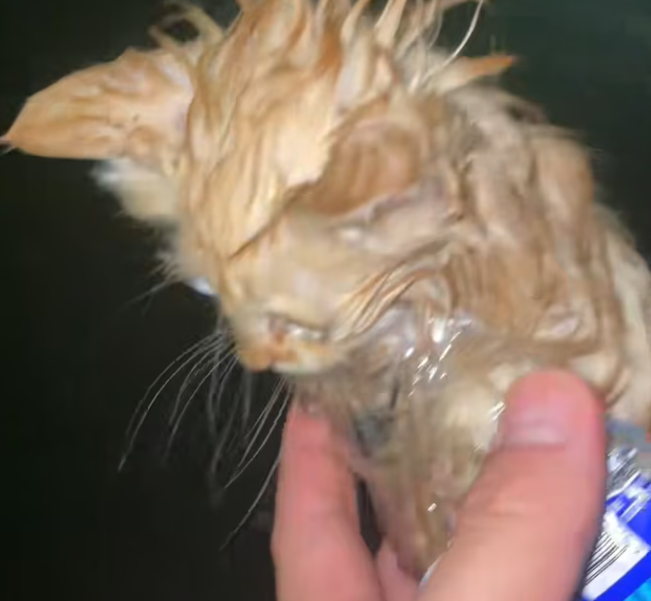 T0201031 met little cat came up to me while was walking after