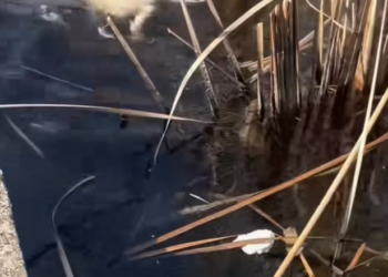 T0201032 Stuck, injured, and crying in terror.