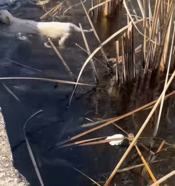 T0201032 Stuck, injured, and crying in terror.