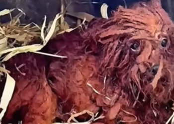 T0201003 Every cry was a desperate call for help.