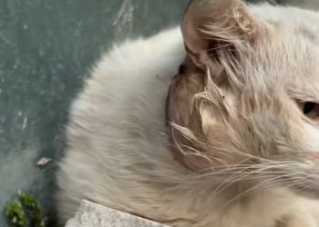 T0201033 His trembling body told the whole story.