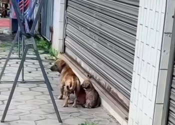 T0201034 Fear echoed in every desperate cry.