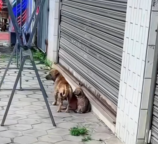 T0201034 Fear echoed in every desperate cry.