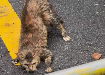 T0201035 He screamed until his strength faded.