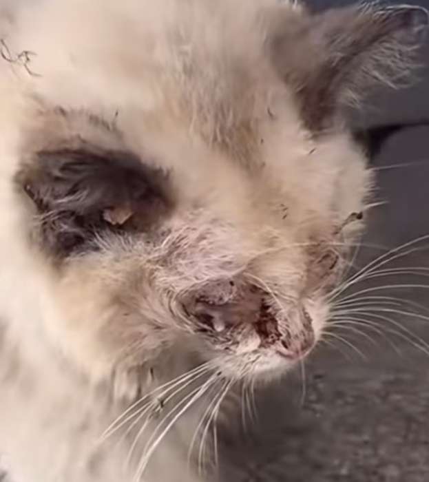 T0201001 His screams echoed, but no one answered.